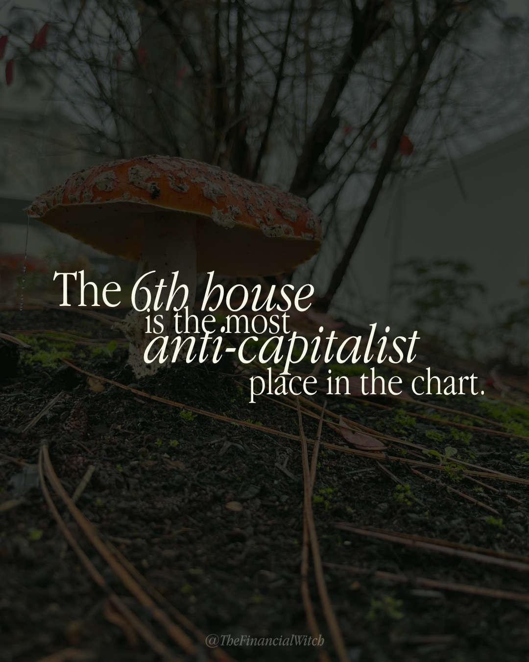 Background image is a close-up view of a red amanita mushroom. Text reads, "The 6th house is the most anti-capitalist place in the chart."